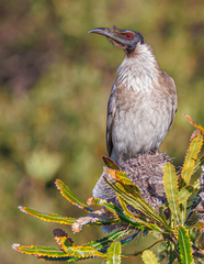 Philemon corniculatus