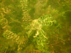 Potamogeton richardsonii