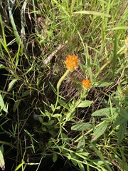 Polygala lutea