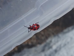 Endomychus coccineus