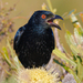Drongos - Photo (c) Jacob Crisp, some rights reserved (CC BY-NC), uploaded by Jacob Crisp