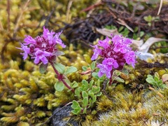 Thymus praecox britannicus