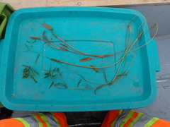 Potamogeton gramineus