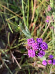 Carphephorus pseudoliatris