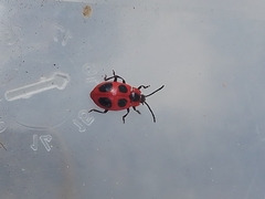 Endomychus coccineus