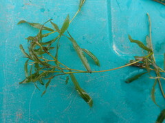 Potamogeton gramineus