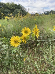 Silphium
