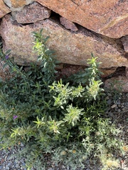 Dyschoriste linearis