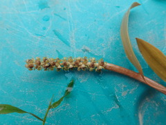 Potamogeton gramineus