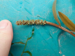 Potamogeton gramineus