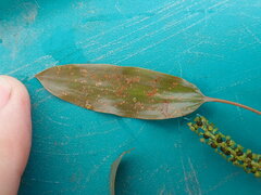 Potamogeton gramineus