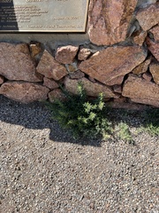 Dyschoriste linearis