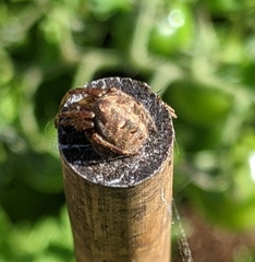 Larinioides patagiatus