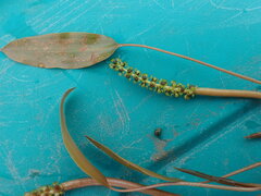 Potamogeton gramineus