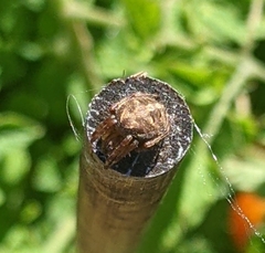 Larinioides patagiatus