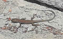 Lacertidae