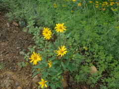 Heliopsis