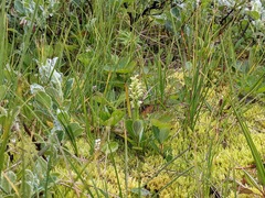 Platanthera hyperborea