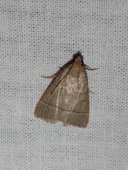 Hypsopygia