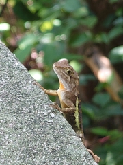 Diploderma polygonatum xanthostomum