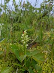 Platanthera hyperborea