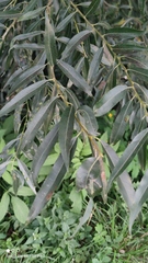 Salix triandra