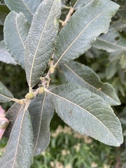 Salix