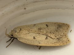 Machimia tentoriferella