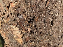 Polygyra cereolus