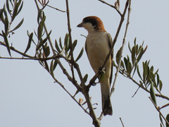 Lanius senator senator