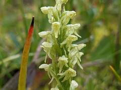Platanthera hyperborea