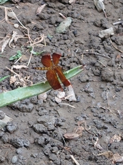 Neurothemis taiwanensis