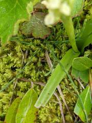 Platanthera hyperborea