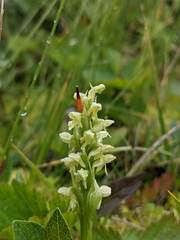 Platanthera hyperborea