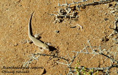 Acanthodactylus cantoris