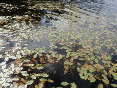 Potamogeton natans