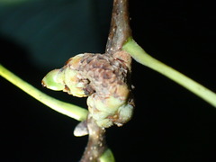 Callirhytis glandulus