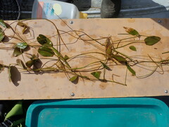 Potamogeton natans