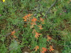 Castilleja patriotica