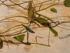Potamogeton natans