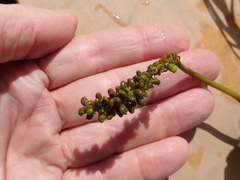 Potamogeton natans