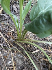 Cynoglossum officinale