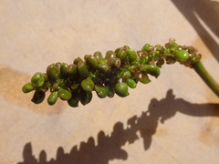Potamogeton natans