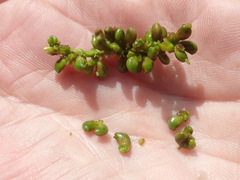 Potamogeton natans