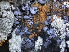 Dermatocarpon schaechtelinii