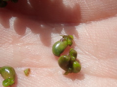Potamogeton natans