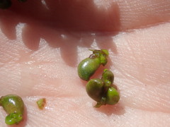 Potamogeton natans