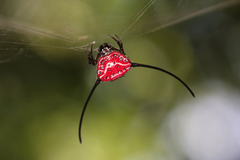 Macracantha arcuata