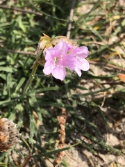Armeria maritima