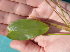Potamogeton natans